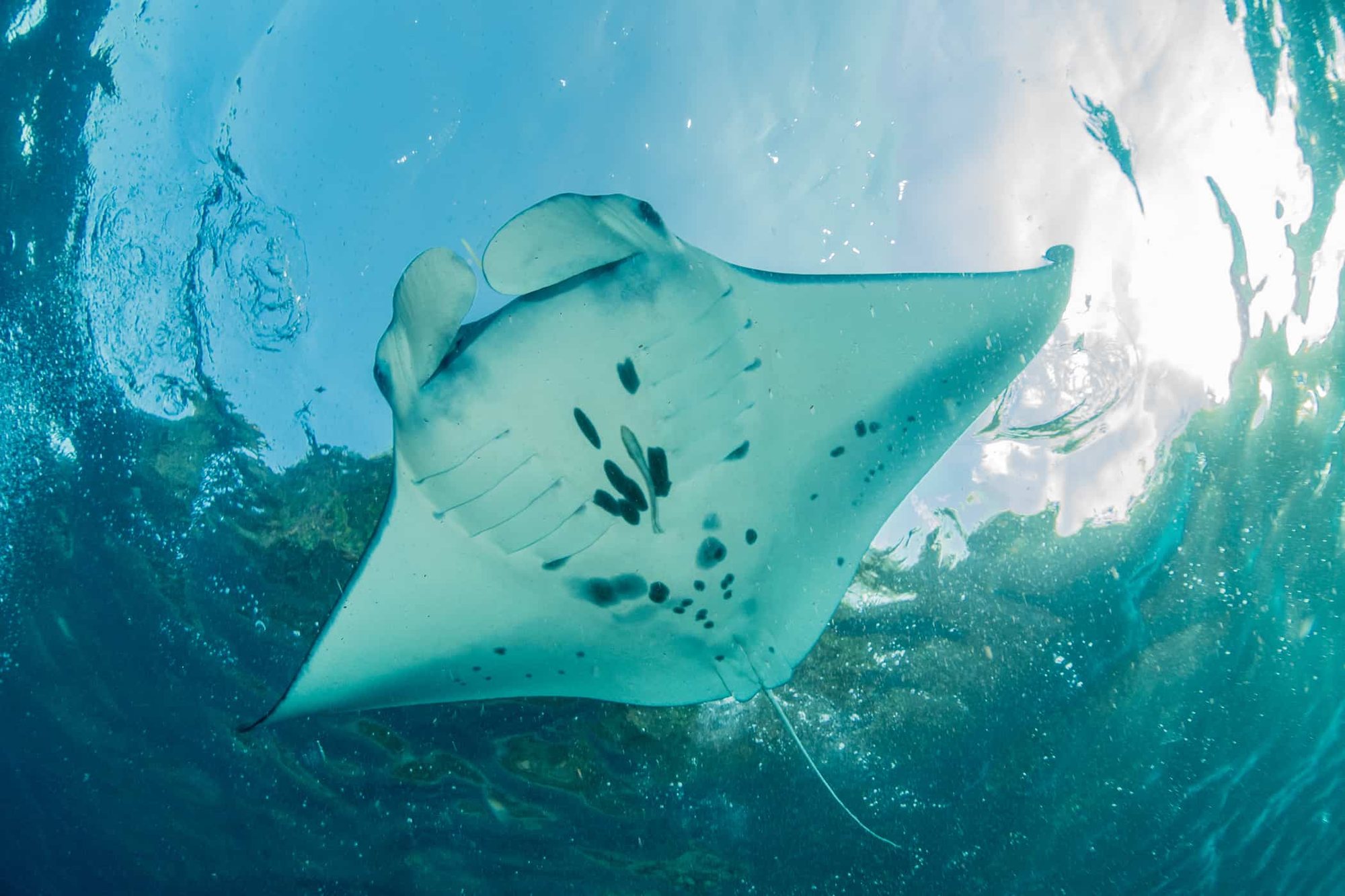 Best diving spot for manta ray in bali